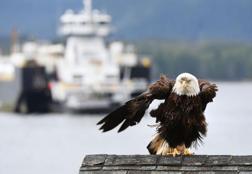 Vulturul pleșuv a devenit pasărea națională a SUA 18933910