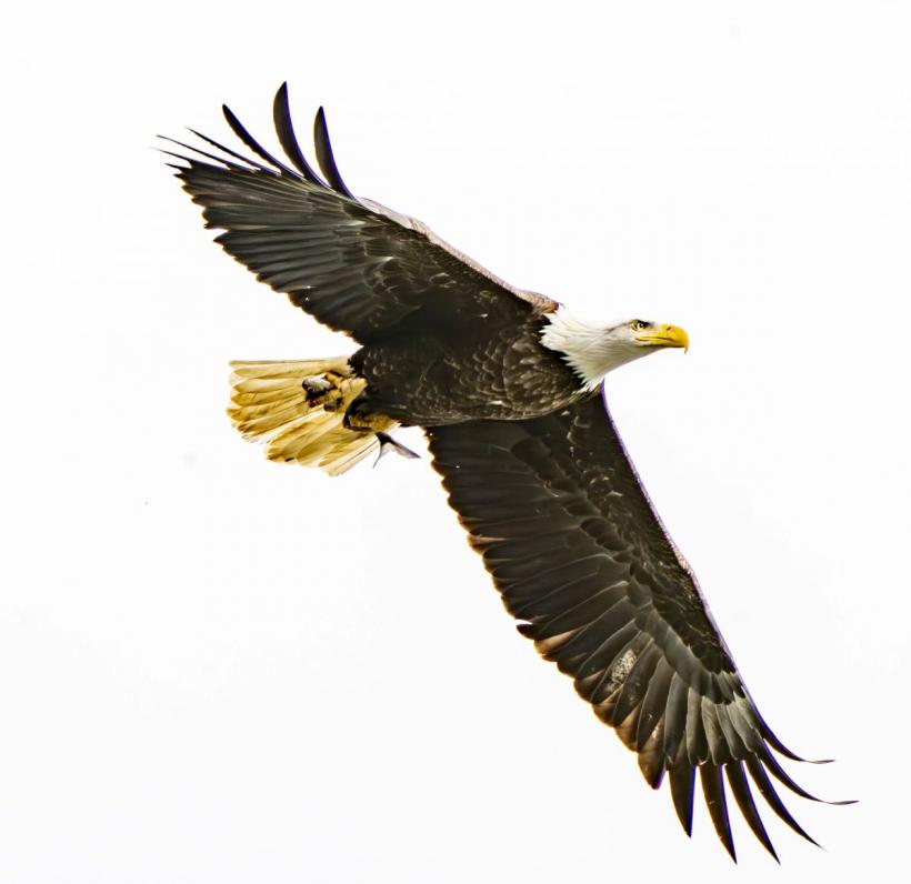 Vulturul pleșuv a devenit pasărea națională a SUA 18933911
