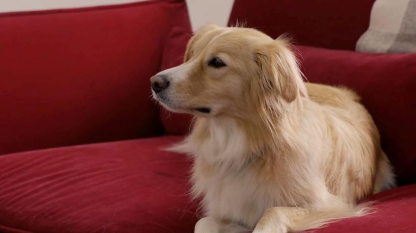 Focurile de artificii și animalele de companie: 10 Sfaturi pentru a-ți proteja câinele și pisica în noaptea de Revelion