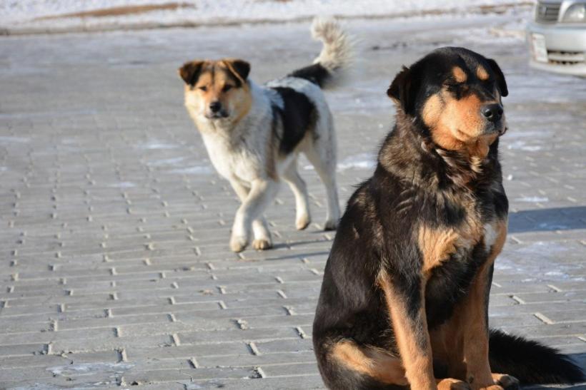 Peste 8.300 de animale au fost sterilizate gratuit în 2024, în Capitală