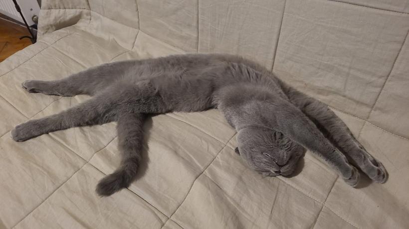 Feline-medicament. De ce e bine să dormi cu pisica în pat 18934466