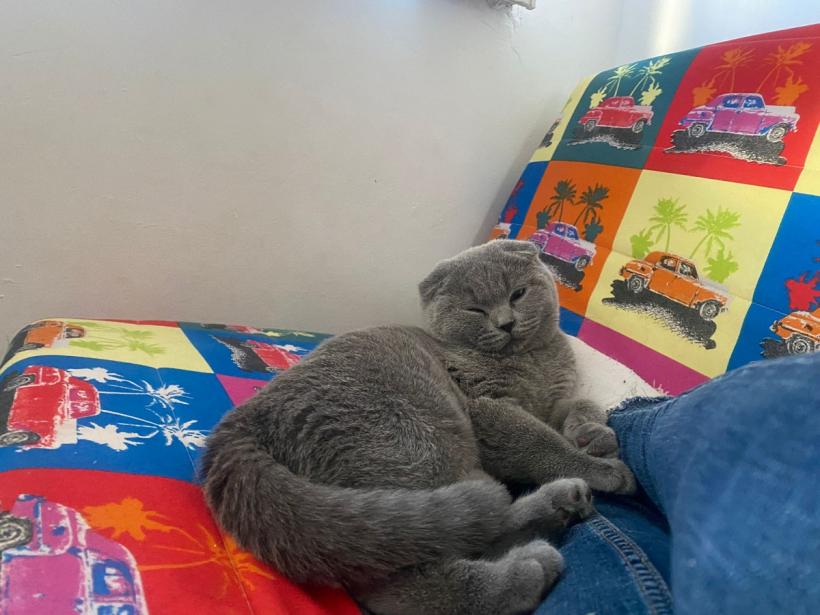 Feline-medicament. De ce e bine să dormi cu pisica în pat 18934467