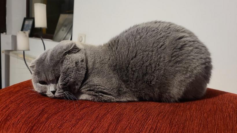 Feline-medicament. De ce e bine să dormi cu pisica în pat 18934468