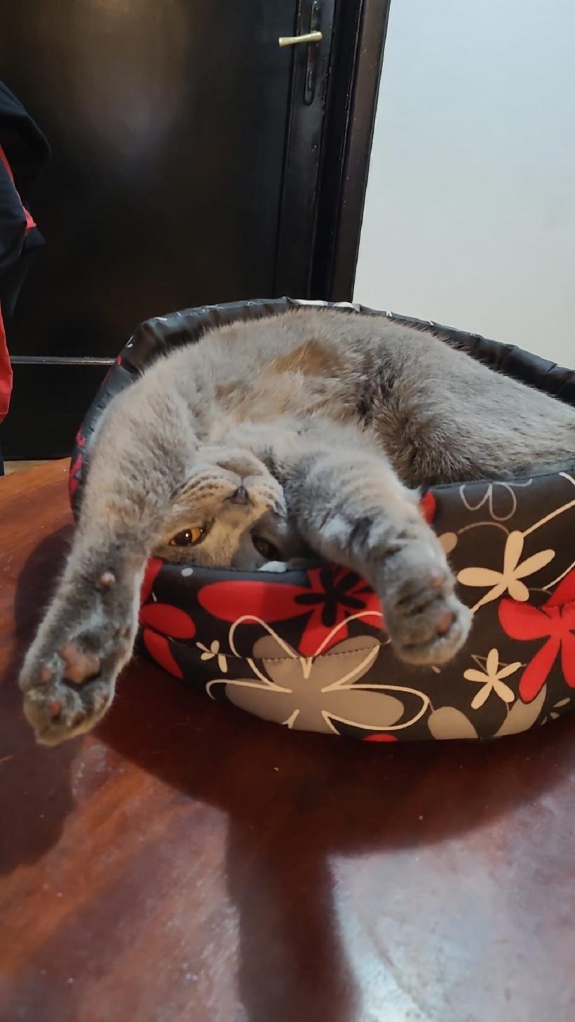 Feline-medicament. De ce e bine să dormi cu pisica în pat 18934469