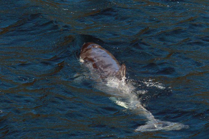 Balenă ucigașă în doliu, văzută în timp ce împingea trupul puiului său mort 18934743
