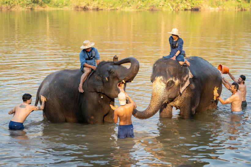 Turistă din Spania, ucisă de elefantul pe care îl îmbăia în Thailanda