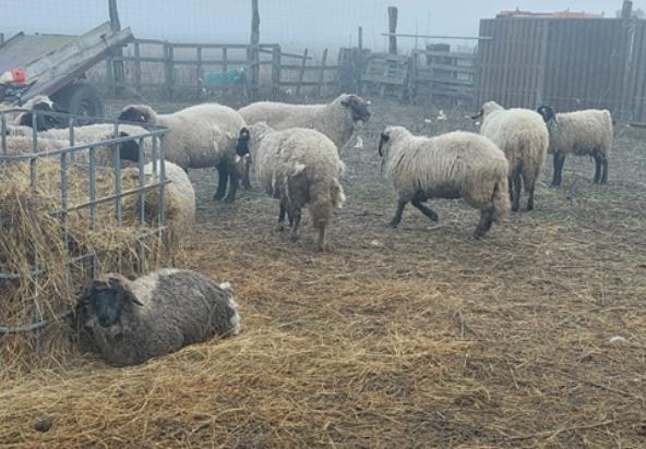 Haită de câini fără stăpân, un nou atac la o stână de lângă Timișoara. Trei oi au fost omorate. Localnicii sunt terorizați de animalele sălbăticite