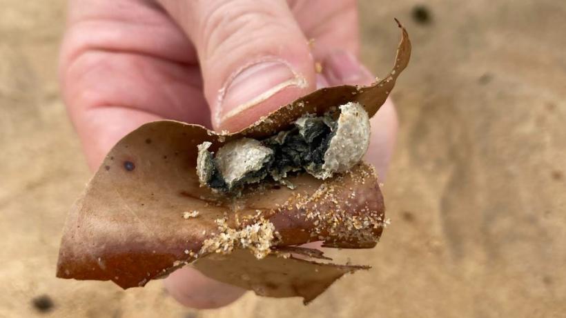 Panica pe plajele din Sydney: resturi misterioase duc la restricții severe 18936104