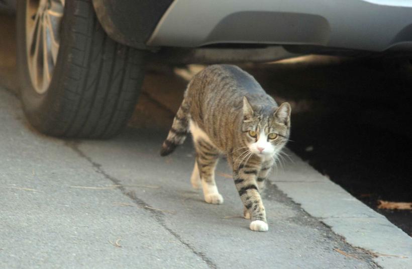 Un bărbat a fost amendat cu 10.000 de lei pentru că a abandonat o pisică pe marginea drumului