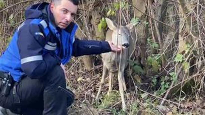 Bambi, salvat de pompieri din apa rece a unui iaz din Suceava