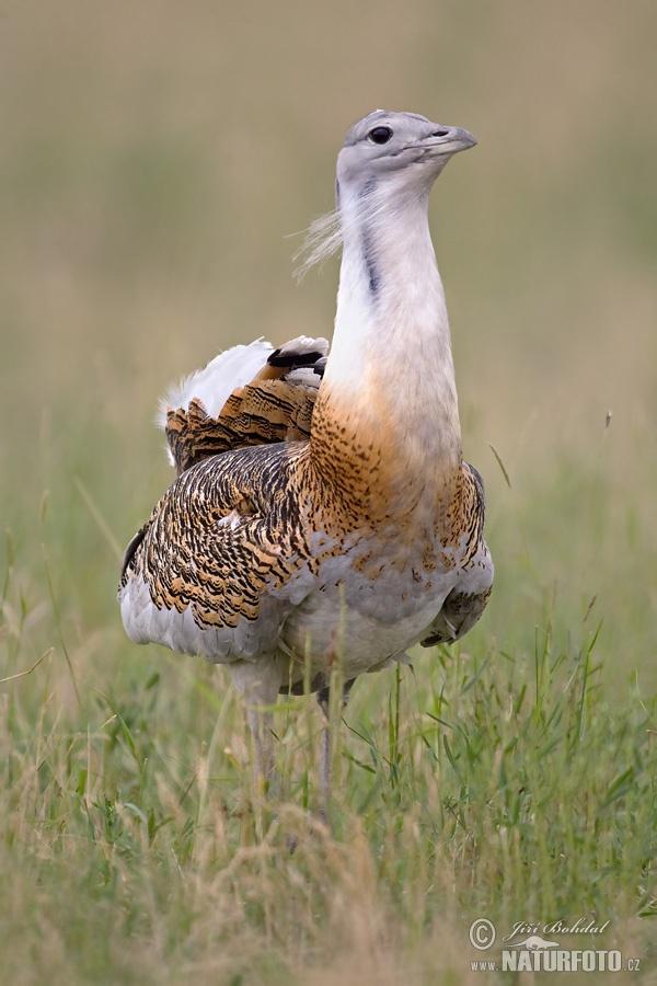 Lupul născut din berbec - semnificația numelui unui domnitor care a condus Moldova 20 de ani 18936404