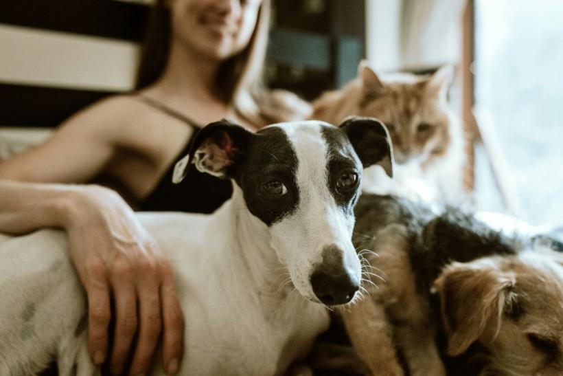 Animale de companie potrivite pentru fiecare zodie: Descoperă partenerul ideal pentru tine