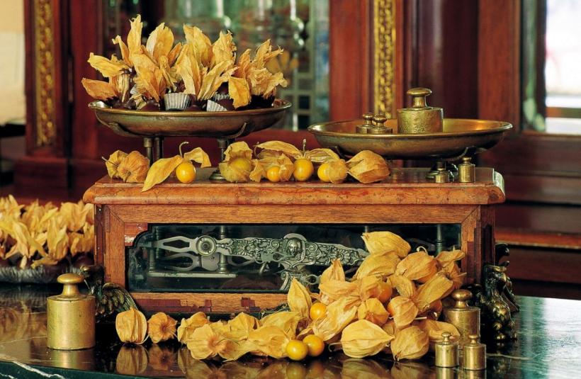 Lanterna japoneză: Ce este physalis, fructul cu numeroase beneficii pentru sănătate