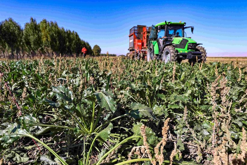 Cultivăm puțină sfeclă de zahăr, dar și asta rămâne pe câmp. Vine lovitura Mercosur 18937973