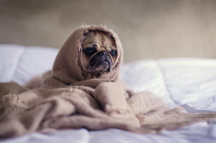 Cum să previi problemele digestive la animalele de companie