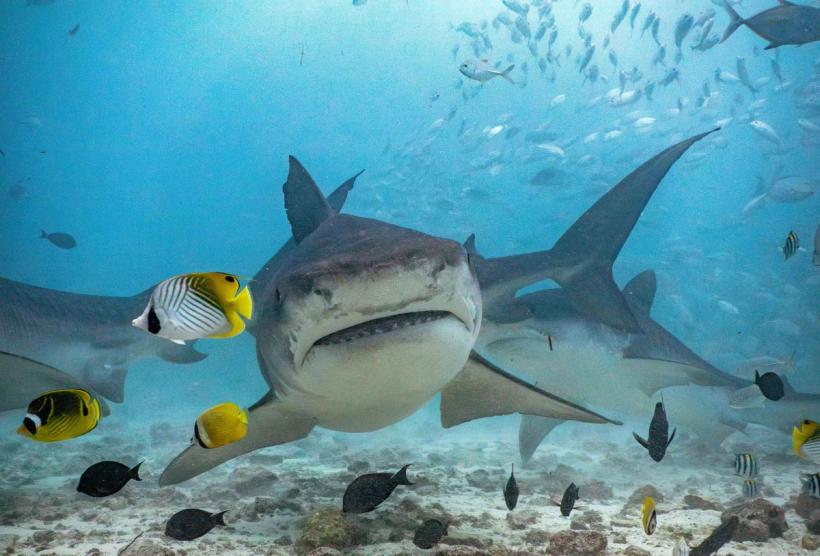 Ucisă de rechin, într-un atac neașteptat 18939173