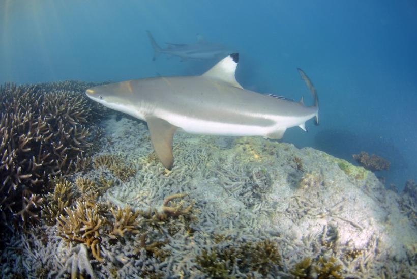 Ucisă de rechin, într-un atac neașteptat 18939174