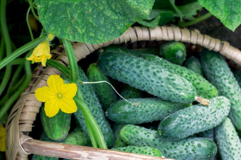 Ce trebuie să știți despre cultivarea castraveților? Sfaturi pentru o recoltă bogată