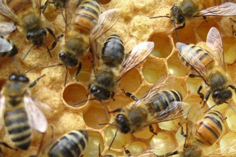 Produsul apicol cu cele mai puternice beneficii pentru sănătate