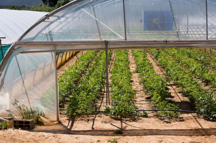 Vine Prima butelie! Ministerul Agriculturii seamănă programe, fermierii spun că nu răsare nimic 18939434