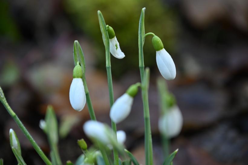 Cel mai fierbinte ianuarie