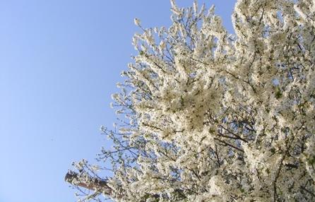 Vine primăvara: Vremea se încălzește, iar temperaturi vor urca peste normal începând cu 17 februarie