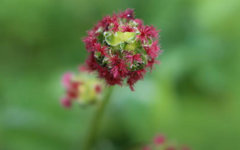 Ce este Poterium: Noua superplantă românească cu gust de castravete, ce poate fi cultivată în grădina ta 18939870