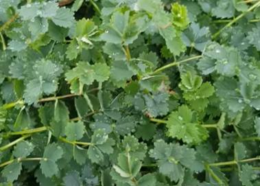 Ce este Poterium: Noua superplantă românească cu gust de castravete, ce poate fi cultivată în grădina ta 18939871