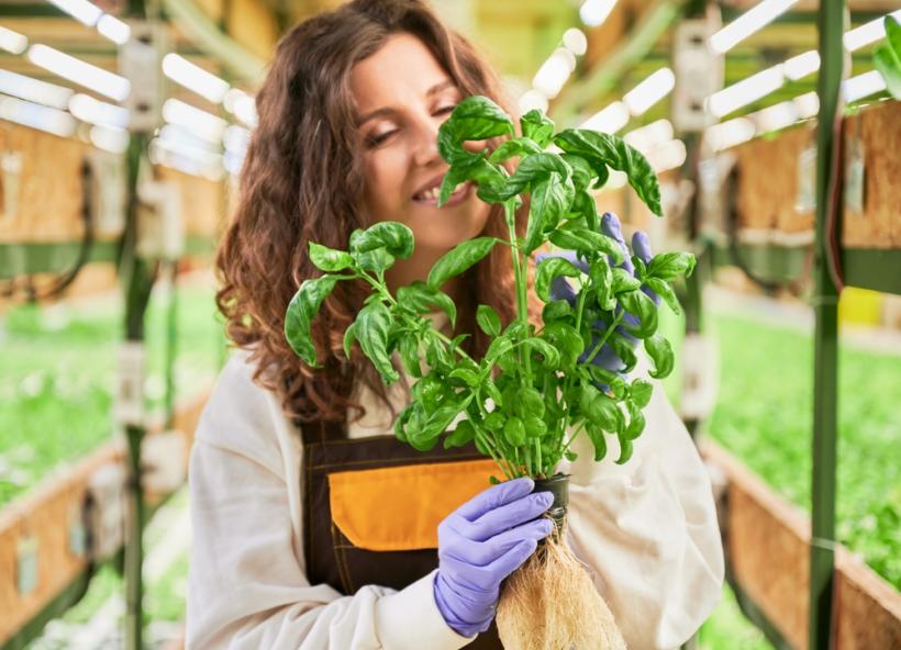 5 plante de interior care aduc norocul în casa ta