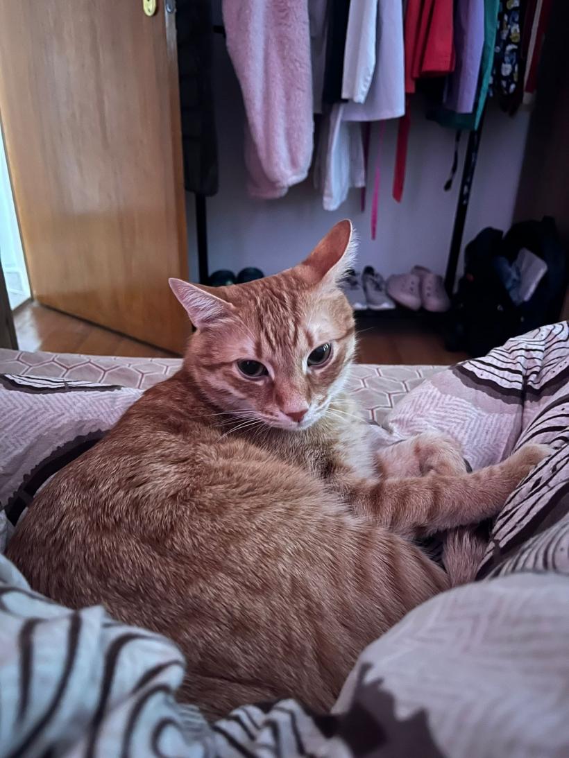 De ce să-ți saluți pisica înainte să pleci de acasă. Un gest mic cu impact mare 18940033