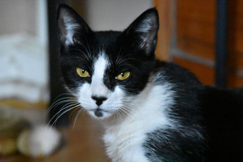 Sfaturi pentru iubitorii de animale. Cum îți dai seama că pisica ta este supărată