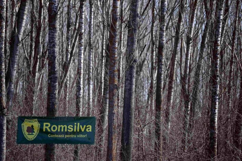 Guvernul bagă drujba în bonusurile Romsilva 18941249