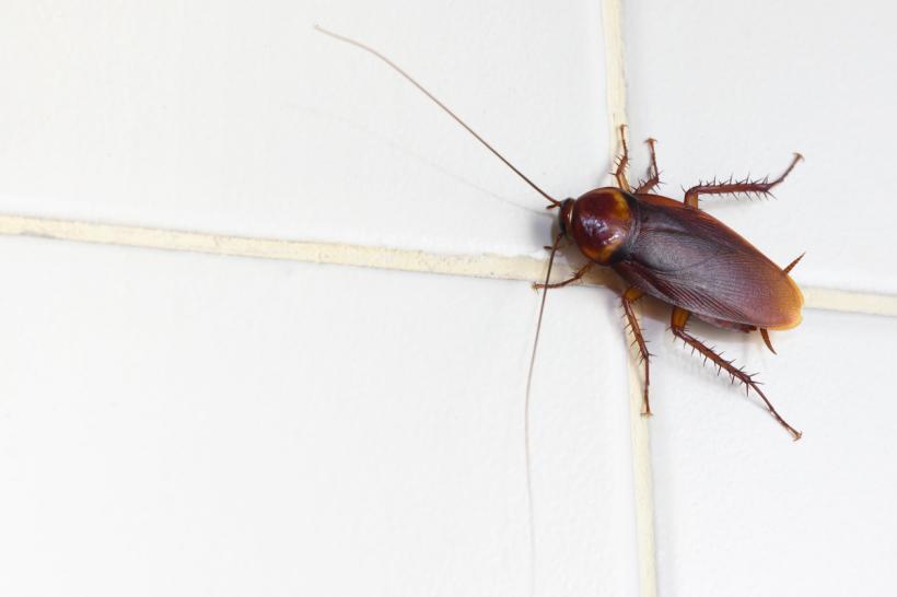 De ce apar gândacii de bucătărie și cum îi poți elimina definitiv
