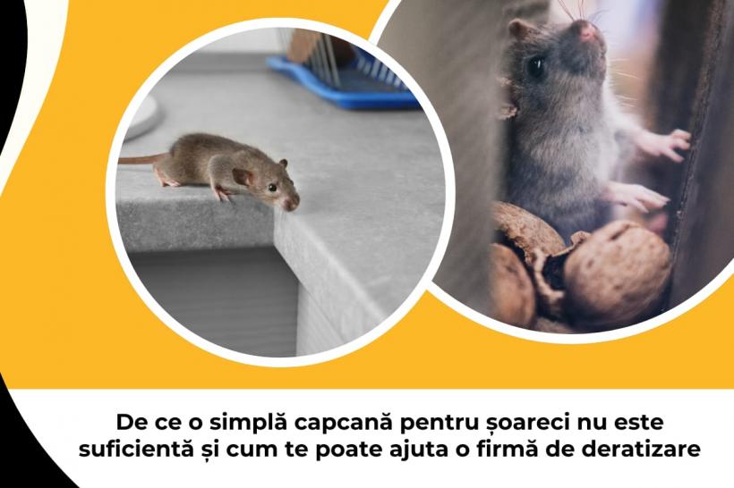 De ce o simplă capcană pentru șoareci nu este suficientă și cum te poate ajuta o firmă de deratizare