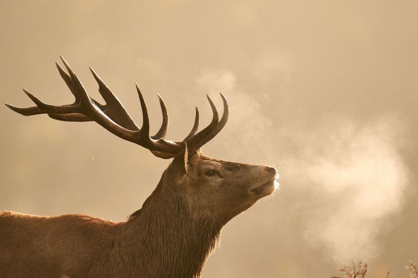 Bărbat reținut după ce a împușcat un cerb în valoare de 6.000 de euro