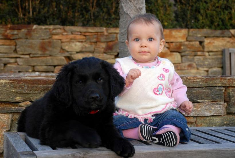  Animalele de companie te fac mai fericit și mai sănătos: iată cum!