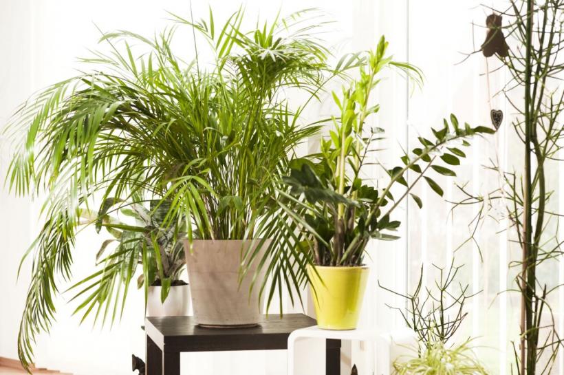 Sfaturi în gospodărie. 7 îngrășăminte naturale pentru plantele de interior