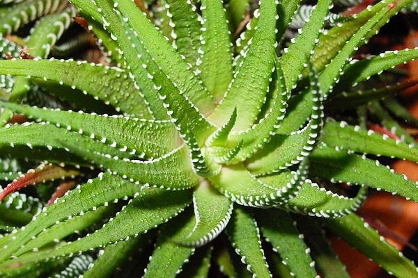 Aloe Vera, o binecuvântare pentru casa ta: O singură plantă, zeci de beneficii!