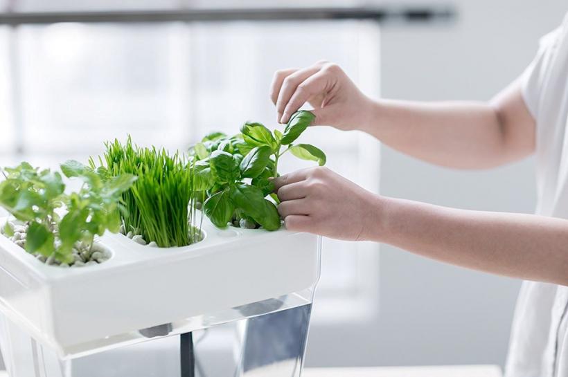 Plante de interior care te ajută să reduci umiditatea din casă