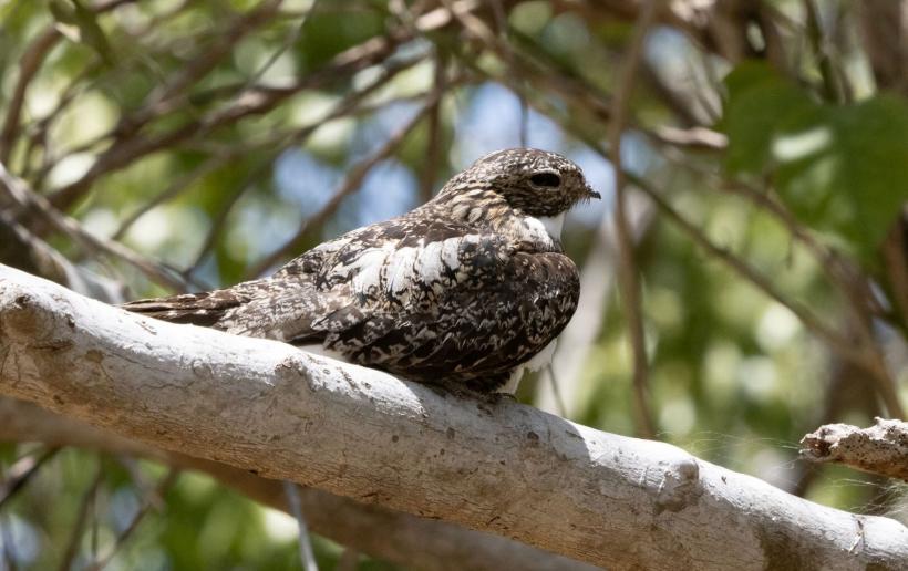 Concentrații uriașe de microplastice, găsite în plămânii păsărilor sălbatice