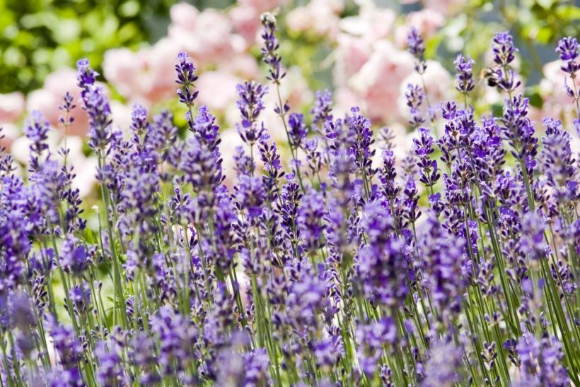 Ingredientul minune care ajută lavanda să înflorească