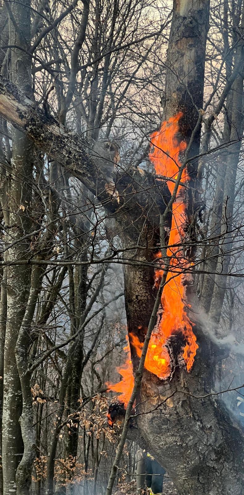 Pompierii cer ajutorul preoților în lupta cu incendiile de vegetație: Mesajul lui Raed Arafat va fi citit în timpul slujbelor  18944056
