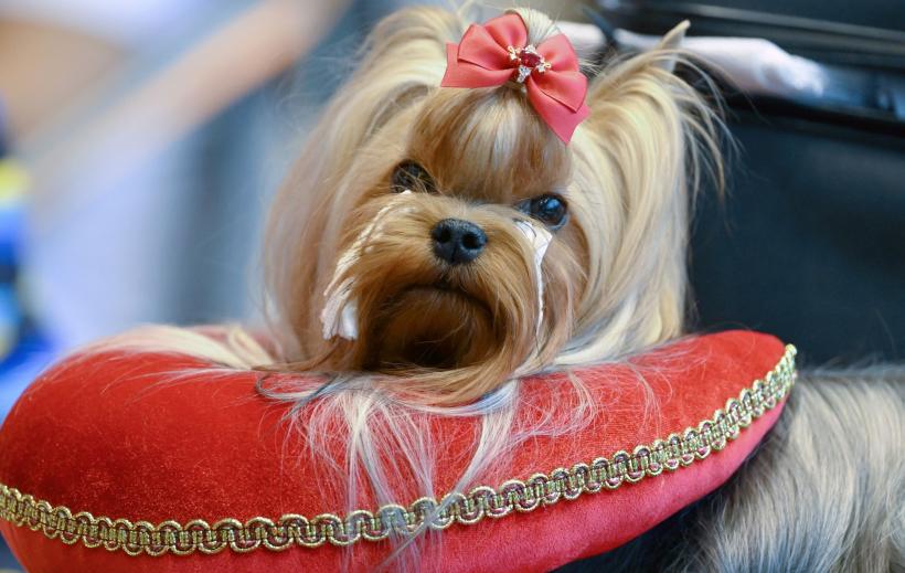 Top 10 cei mai mici câini din lume: Rase adorabile și caracteristicile lor 18944649