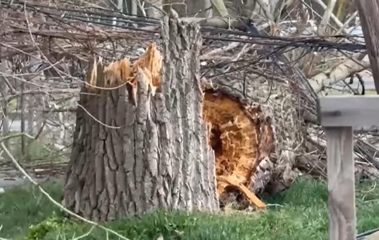 Vijelia a făcut ravagii în Capitală: 2 persoane au ajuns la spital, zeci de copaci au căzut, iar 49 de mașini sunt avariate 18944872