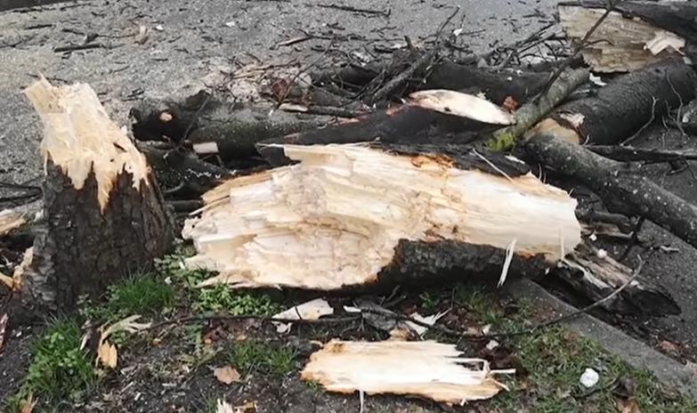 Vijelia a făcut ravagii în Capitală: 2 persoane au ajuns la spital, zeci de copaci au căzut, iar 49 de mașini sunt avariate 18944873