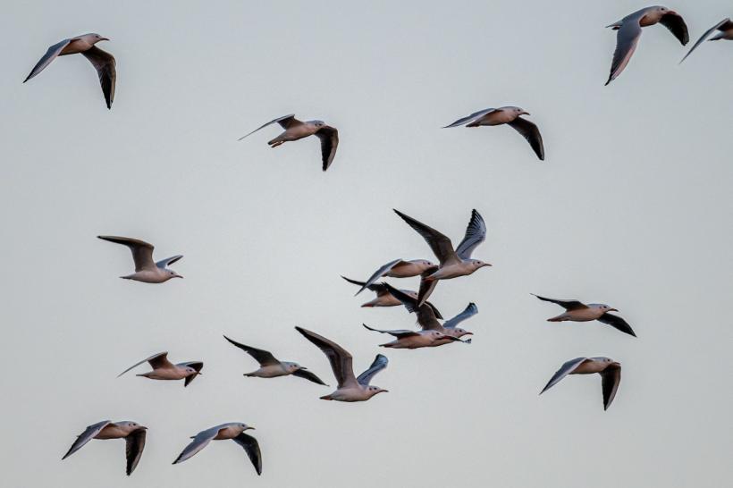 Pescar, salvat după 94 de zile în derivă: „Gândacii și păsările m-au ținut în viață" 18945195