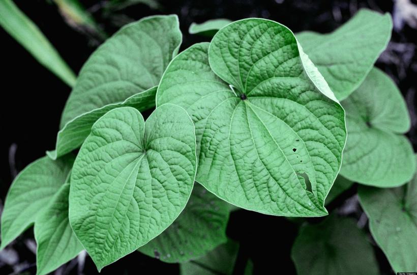 Plantele împotriva depresiei și anxietății 18946577