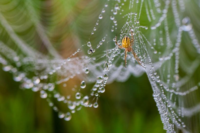 Pânzele de păianjen au ajuns opere de artă într-un turn medieval din județul Sibiu 18946952