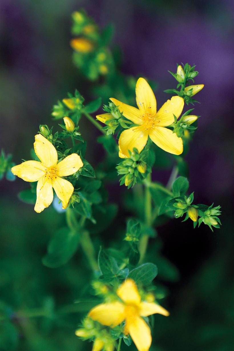 Sunătoarea - remediu natural împotriva depresiei 18947400