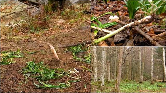 Locul magic din Gorj, vandalizat de turiști. Florile au fost smulse din pământ, cu tot cu bulbi